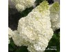 Hortenzija šluotelinė ,Silver Dollar' (lot. Hydrangea paniculata)